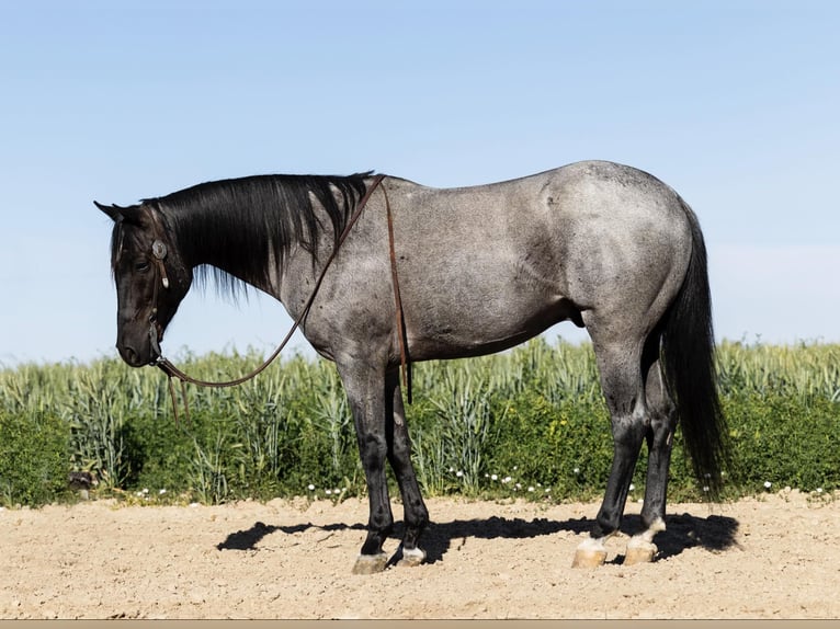 American Quarter Horse Gelding 11 years 14.3 hh Roan-Blue in Caldwell ID