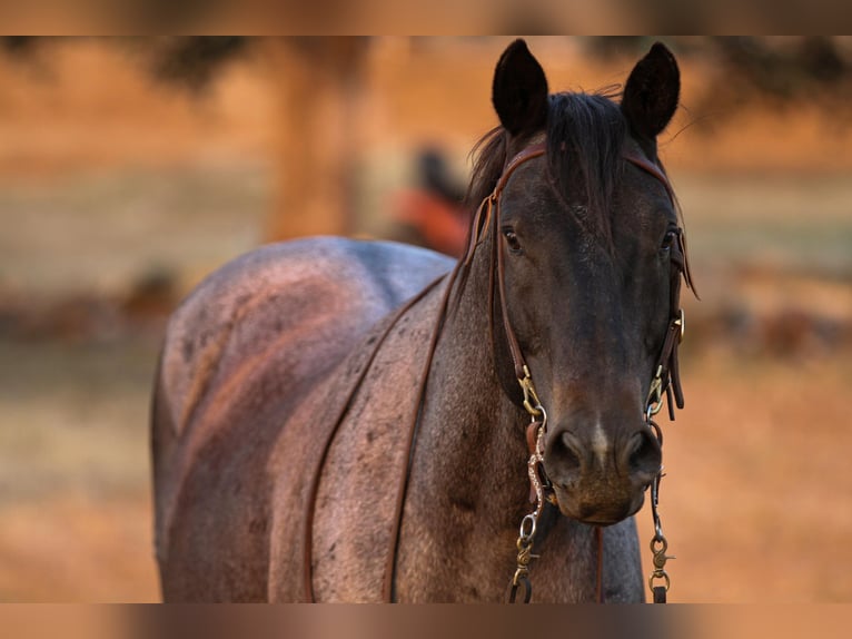 American Quarter Horse Gelding 11 years 14,3 hh Roan-Blue in Valley Springs CA