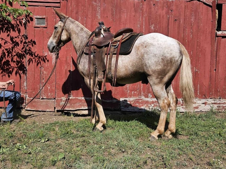 American Quarter Horse Gelding 11 years 14,3 hh Roan-Red in LaCygne, KS