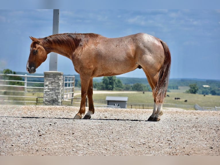 American Quarter Horse Gelding 11 years 14,3 hh Roan-Red in Sweet Springs, MO