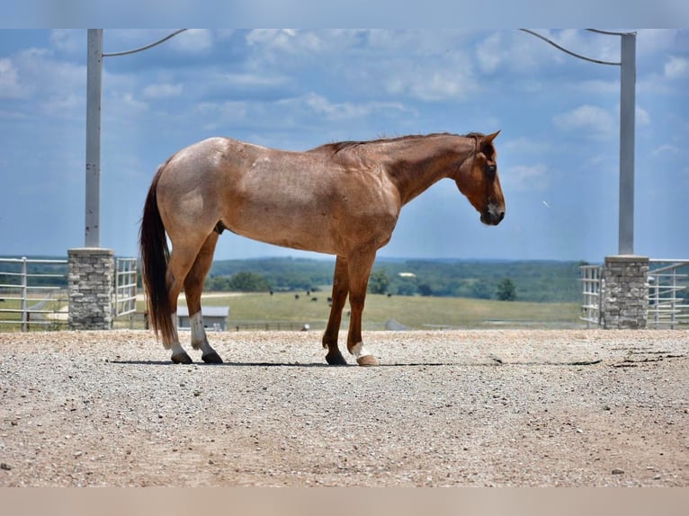 American Quarter Horse Gelding 11 years 14,3 hh Roan-Red in Sweet Springs, MO