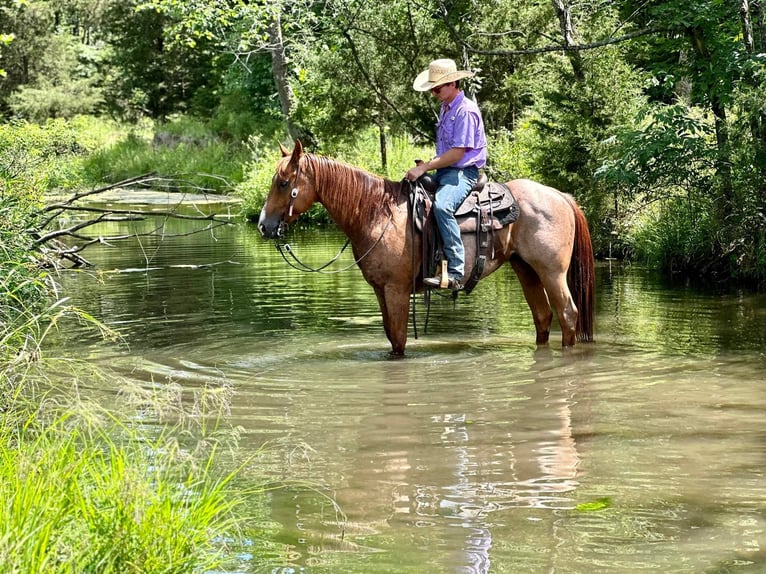 American Quarter Horse Gelding 11 years 14,3 hh Roan-Red in Sweet Springs, MO