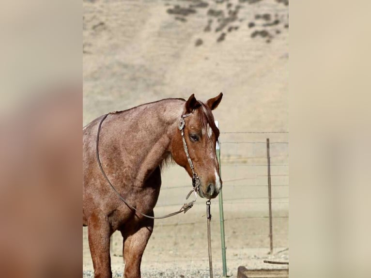 American Quarter Horse Gelding 11 years 14.3 hh Roan-Red in paicines ca