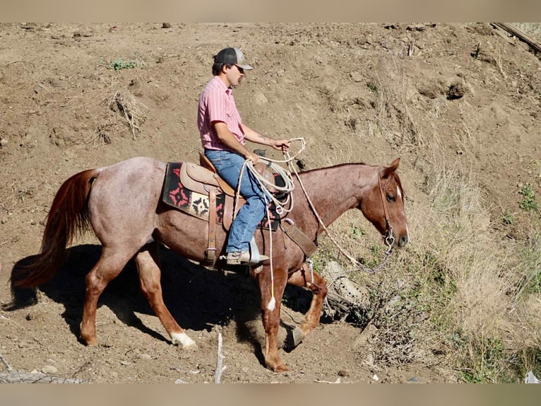 American Quarter Horse Gelding 11 years 14.3 hh Roan-Red in paicines ca
