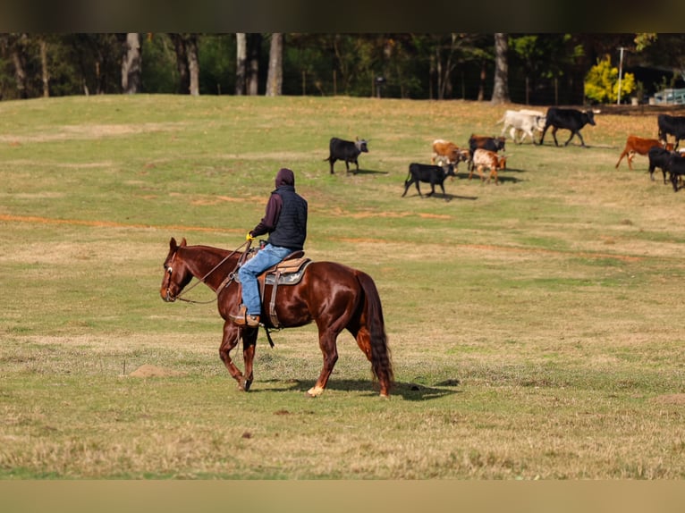 American Quarter Horse Gelding 11 years 14.3 hh Sorrel in Ore City