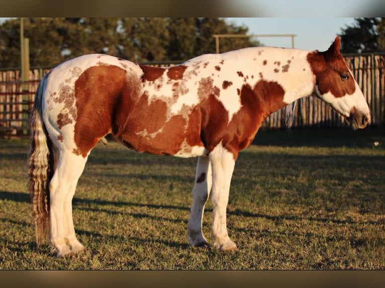 American Quarter Horse Gelding 11 years 14,3 hh Tobiano-all-colors in Lipan TX