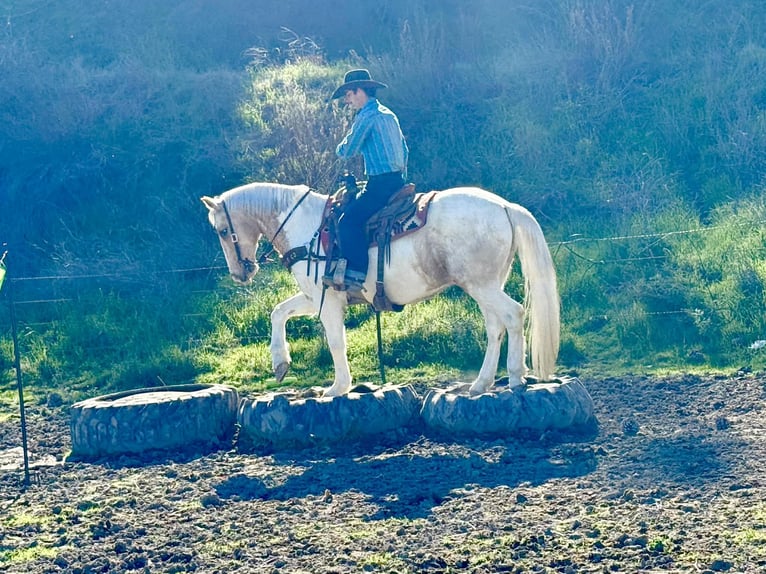 American Quarter Horse Gelding 11 years 14.3 hh Tobiano-all-colors in Paicines CA