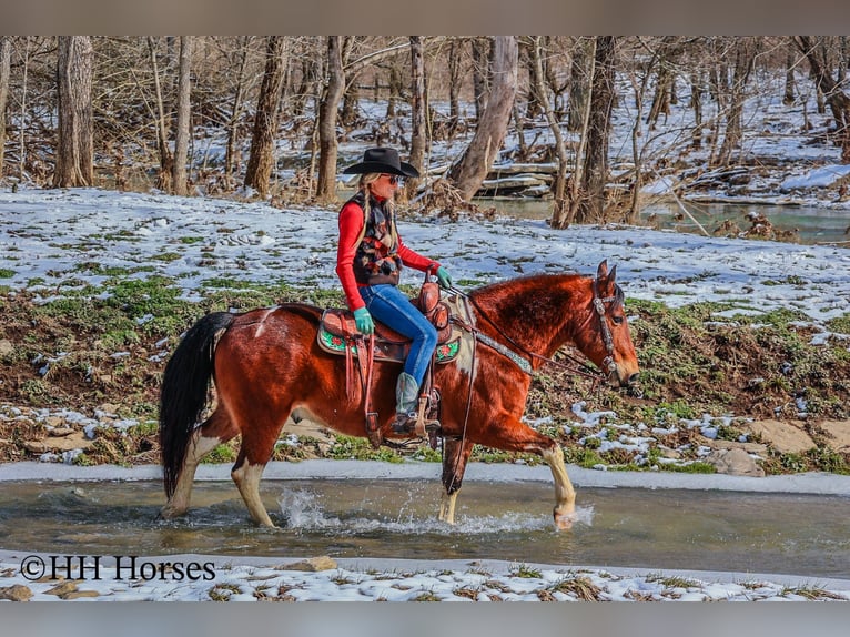 American Quarter Horse Gelding 11 years 14 hh Bay in Flemingsburg KY