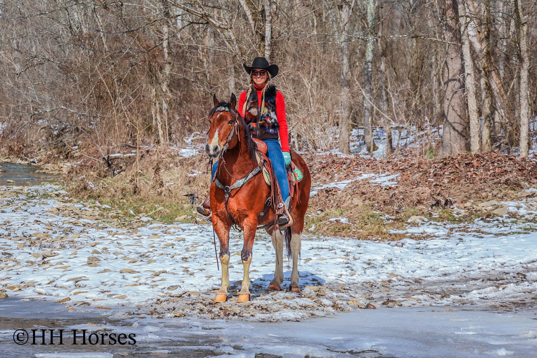 American Quarter Horse Gelding 11 years 14 hh Bay in Flemingsburg KY