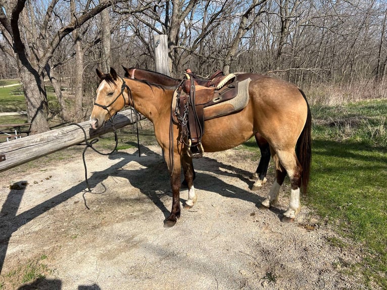American Quarter Horse Gelding 11 years 14 hh Buckskin in Libson IA