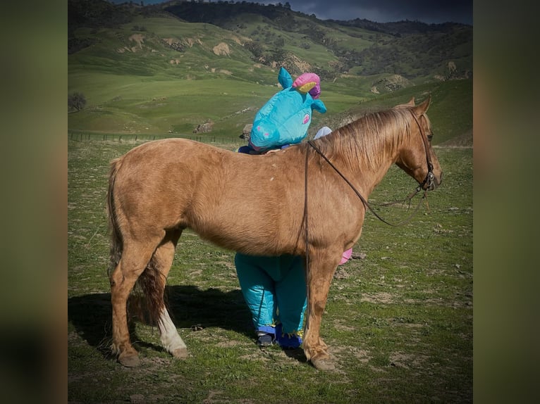 American Quarter Horse Gelding 11 years 14 hh Palomino in Paicines CA