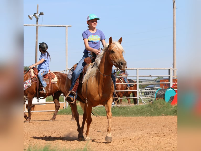 American Quarter Horse Gelding 11 years 14 hh Palomino in Stephenville TX