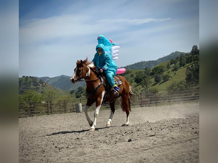 American Quarter Horse Gelding 11 years 14 hh Tobiano-all-colors in Paicines CA