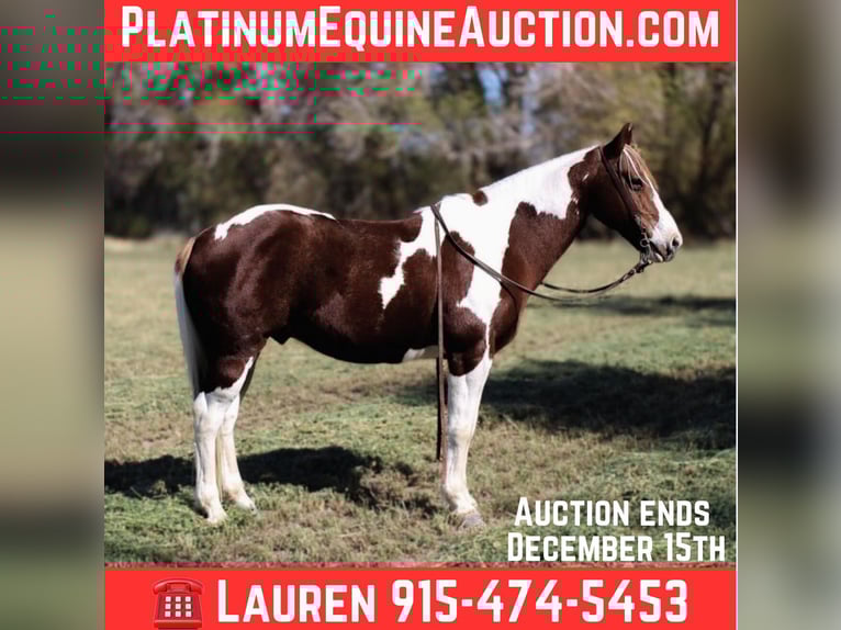 American Quarter Horse Gelding 11 years 14 hh Tobiano-all-colors in El Paso Tx