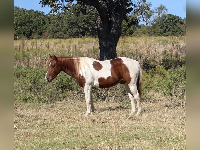 American Quarter Horse Gelding 11 years 14 hh Tobiano-all-colors in Poolville TX