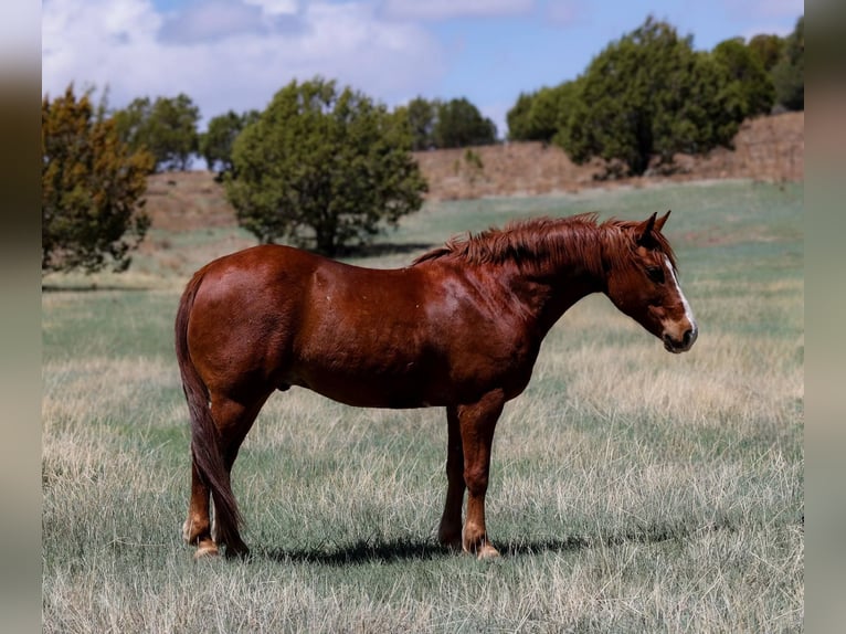 American Quarter Horse Gelding 11 years 14,1 hh Chestnut in Camp Verde AZ