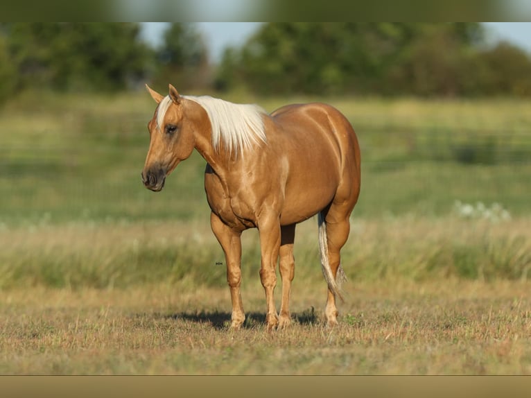 American Quarter Horse Gelding 11 years 14,1 hh Palomino in Granbury TX