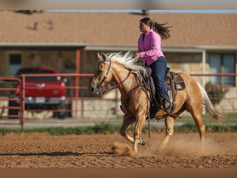 American Quarter Horse Gelding 11 years 14,1 hh Palomino in Granbury TX