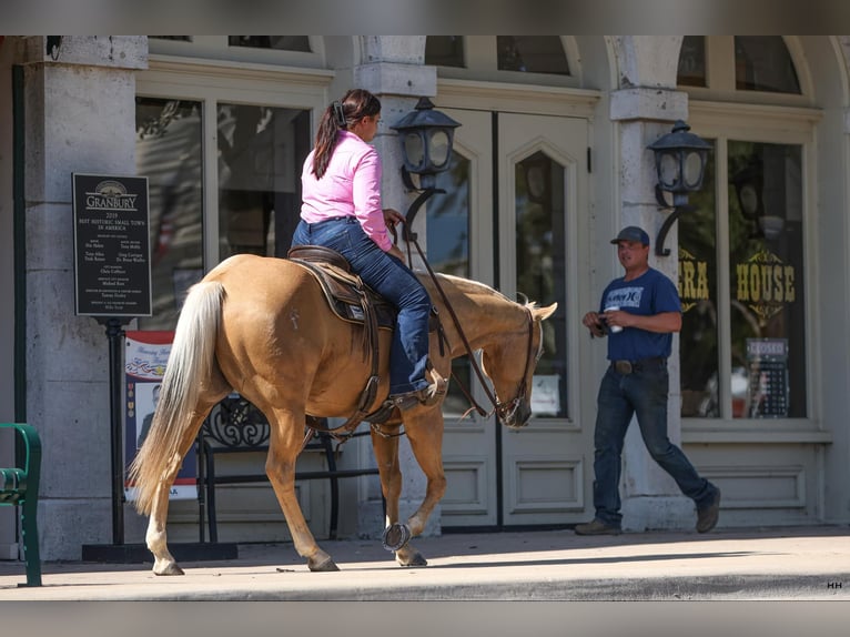 American Quarter Horse Gelding 11 years 14,1 hh Palomino in Granbury TX