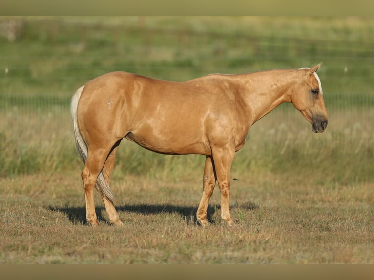 American Quarter Horse Gelding 11 years 14,1 hh Palomino in Granbury TX