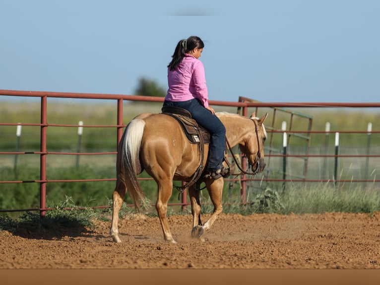 American Quarter Horse Gelding 11 years 14,1 hh Palomino in Granbury TX