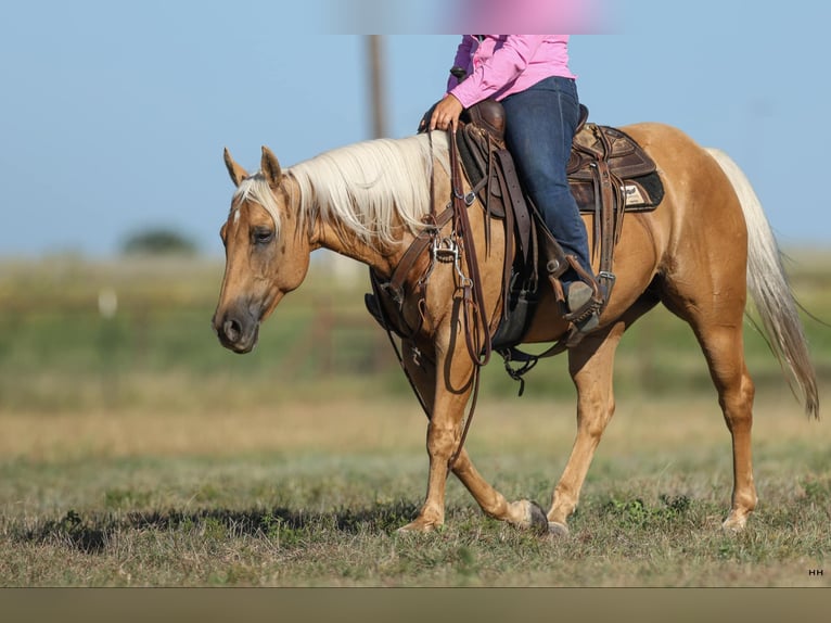 American Quarter Horse Gelding 11 years 14,1 hh Palomino in Granbury TX