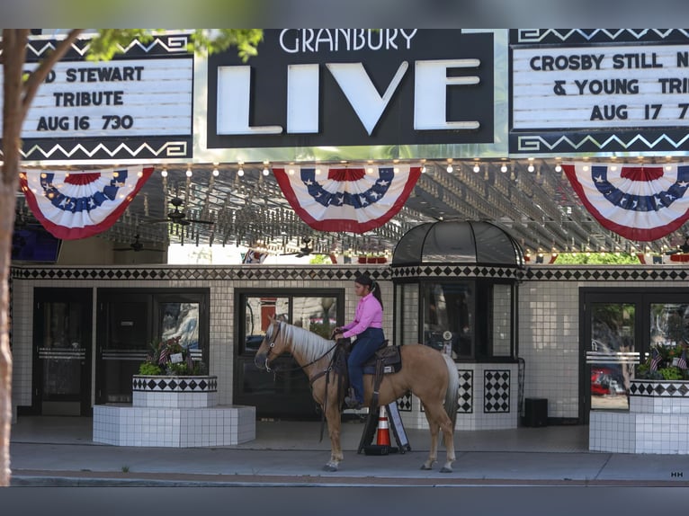 American Quarter Horse Gelding 11 years 14,1 hh Palomino in Granbury TX