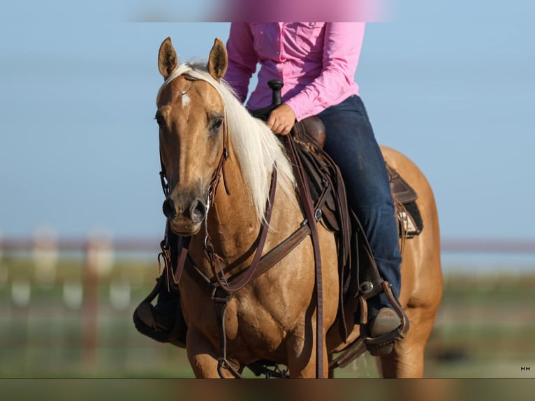 American Quarter Horse Gelding 11 years 14,1 hh Palomino in Granbury TX