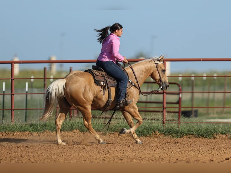 American Quarter Horse Gelding 11 years 14,1 hh Palomino in Granbury TX