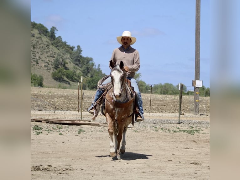 American Quarter Horse Gelding 11 years 14,1 hh Roan-Bay in Paicines CA