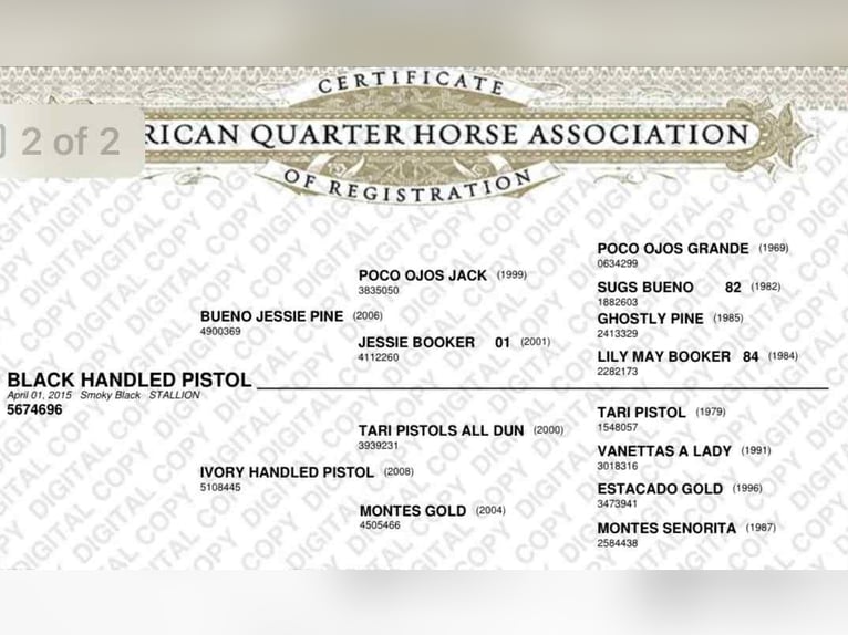 American Quarter Horse Gelding 11 years 14,2 hh Black in El Paso TX