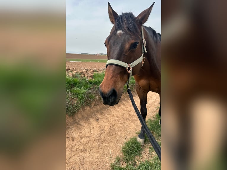 American Quarter Horse Gelding 11 years 14,2 hh Brown in Ilfeld