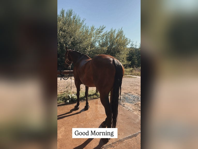 American Quarter Horse Gelding 11 years 14,2 hh Brown in Ilfeld