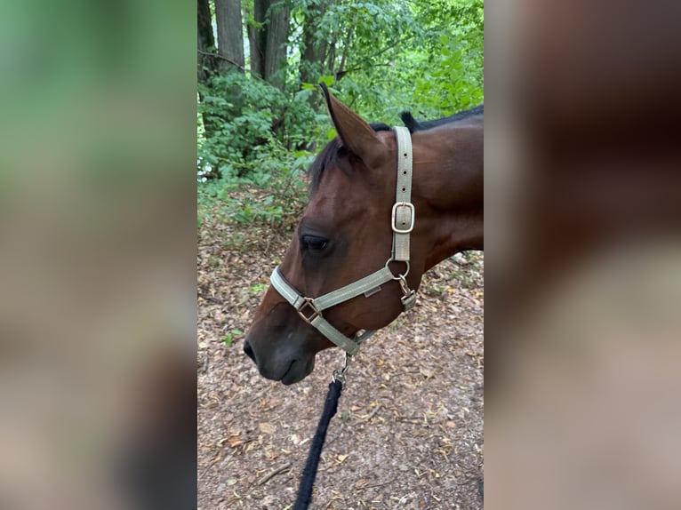 American Quarter Horse Gelding 11 years 14,2 hh Brown in Ilfeld