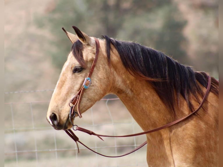American Quarter Horse Gelding 11 years 14,2 hh Buckskin in Bitterwater CA
