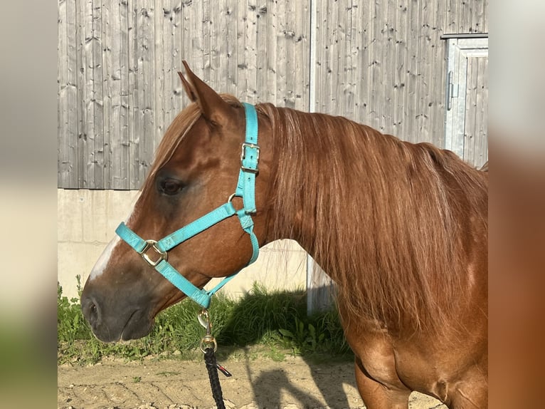 American Quarter Horse Gelding 11 years 14,2 hh Chestnut-Red in V&#xF6;cklabruck