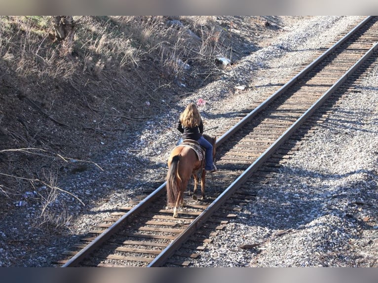 American Quarter Horse Gelding 11 years 14,2 hh Dun in Charleston