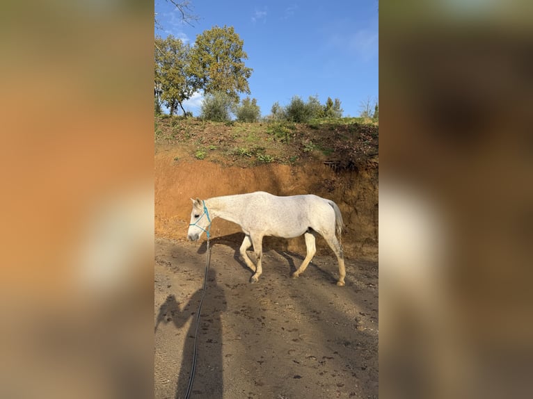 American Quarter Horse Gelding 11 years 14,2 hh Grey in Massarella