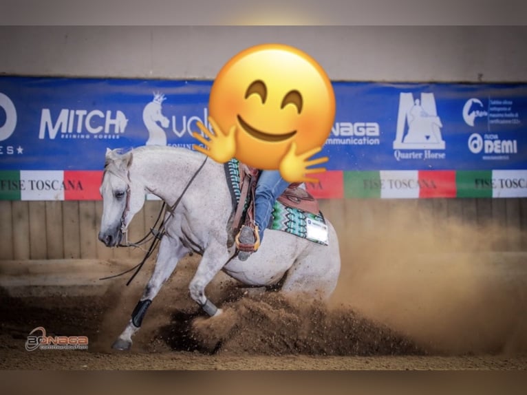 American Quarter Horse Gelding 11 years 14,2 hh Grey in Massarella