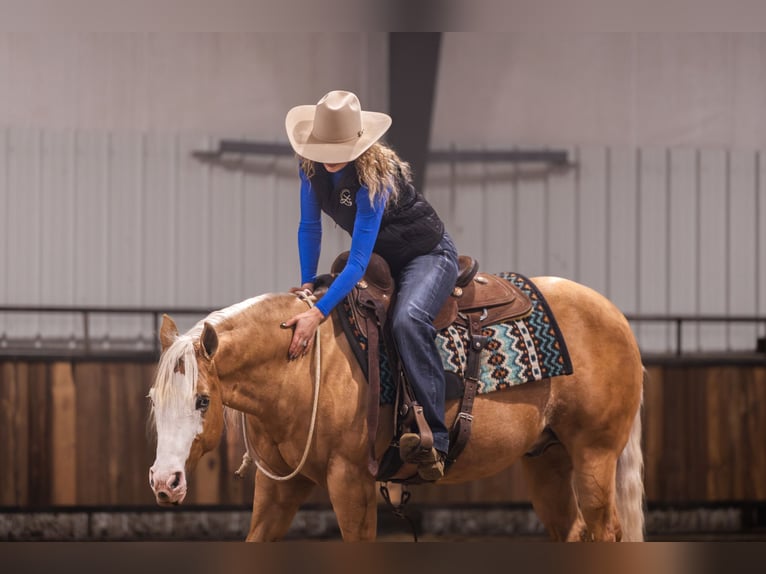 American Quarter Horse Gelding 11 years 14,2 hh Palomino in Canistota
