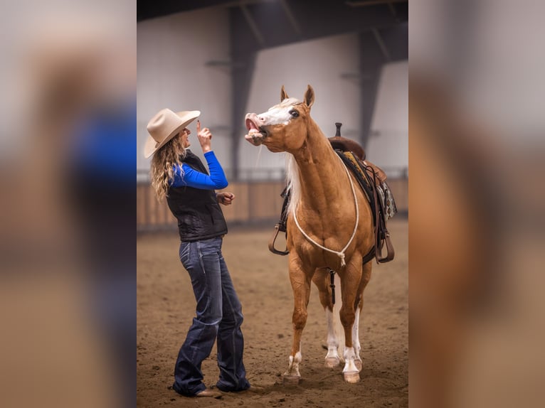 American Quarter Horse Gelding 11 years 14,2 hh Palomino in Canistota