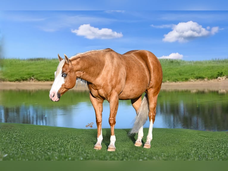 American Quarter Horse Gelding 11 years 14,2 hh Palomino in Canistota