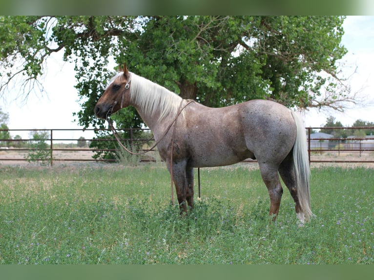 American Quarter Horse Gelding 11 years 14,2 hh Palomino in El Paso TX
