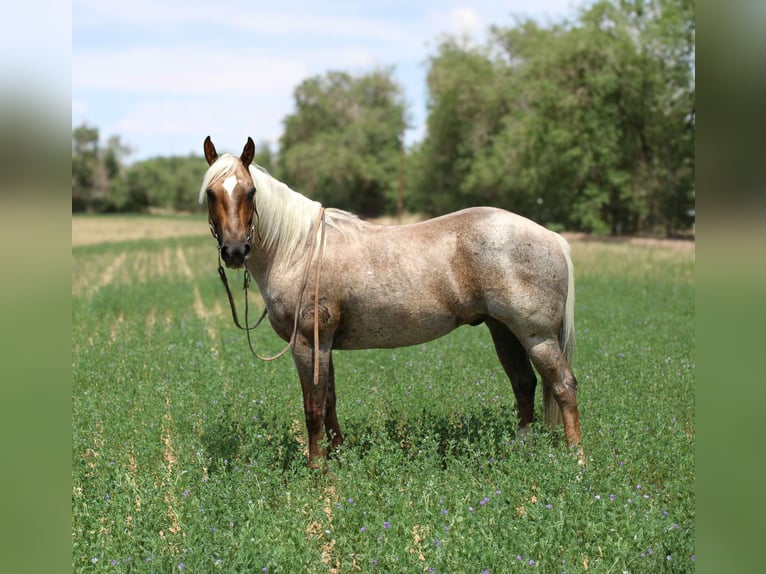 American Quarter Horse Gelding 11 years 14,2 hh Palomino in El Paso TX