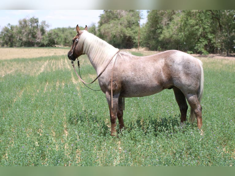 American Quarter Horse Gelding 11 years 14,2 hh Palomino in El Paso TX