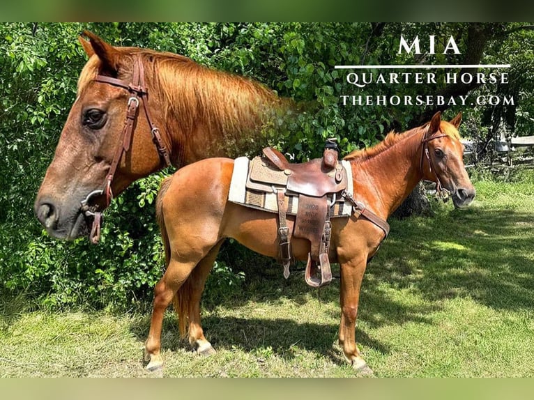 American Quarter Horse Gelding 11 years 14,2 hh Sorrel in Mckinney, TX