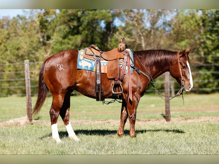 American Quarter Horse Gelding 11 years 14,3 hh Chestnut in Rusk TX