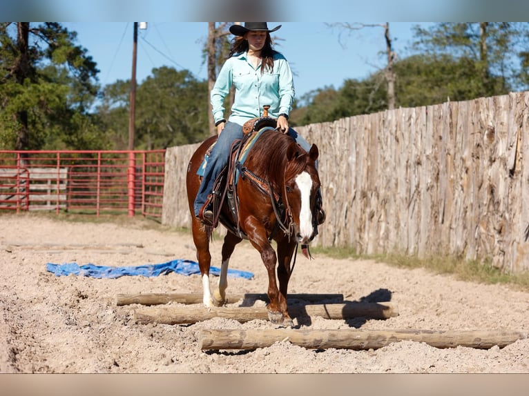 American Quarter Horse Gelding 11 years 14,3 hh Chestnut in Rusk TX