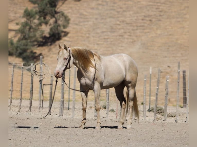 American Quarter Horse Gelding 11 years 14,3 hh Cremello in Paicines CA