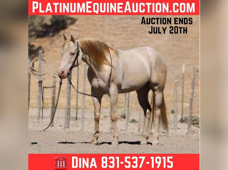 American Quarter Horse Gelding 11 years 14,3 hh Cremello in Paicines CA